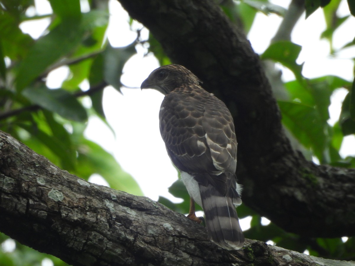 Crested Goshawk - ML638481344