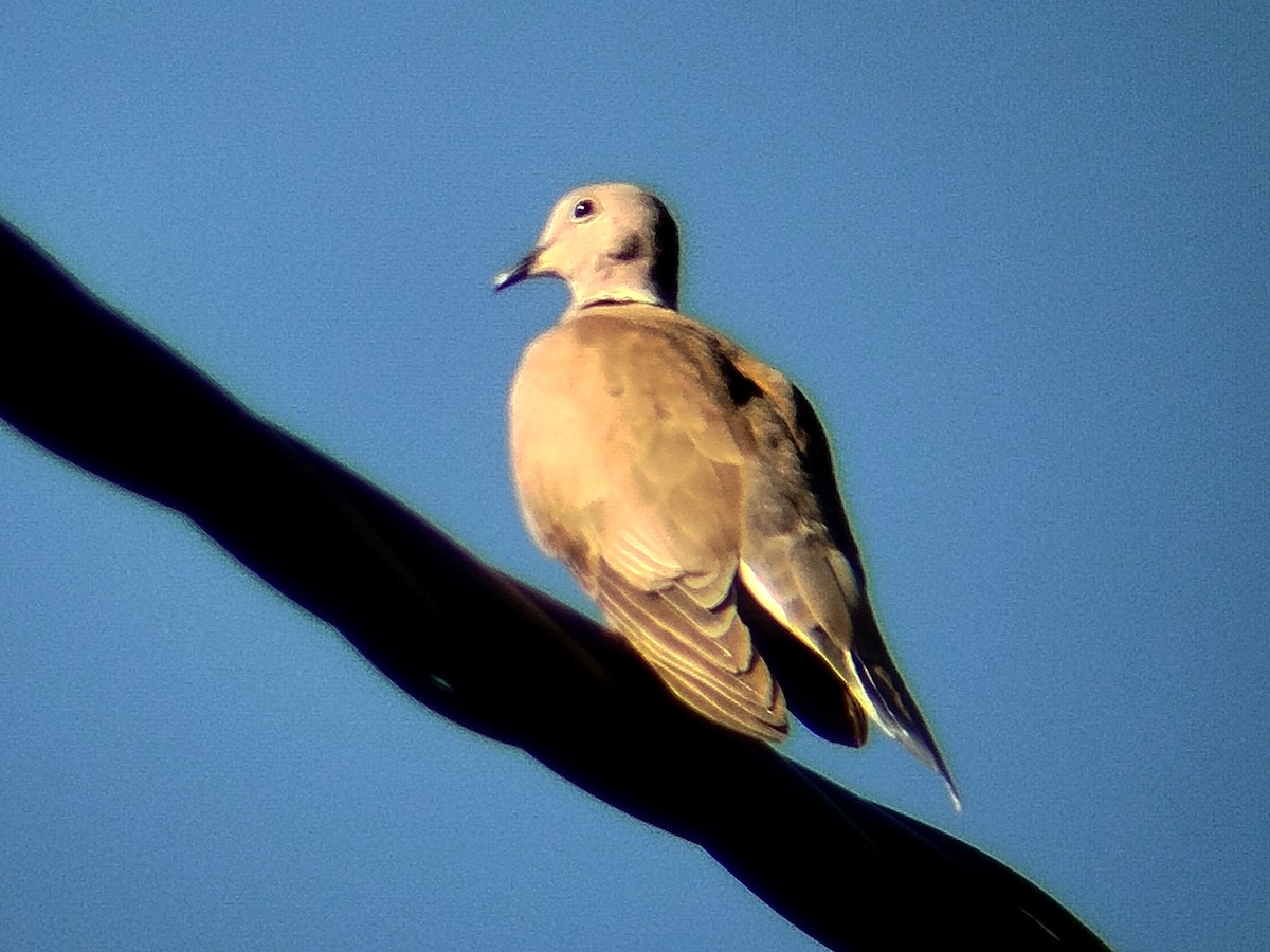 African Collared-Dove - ML638481346
