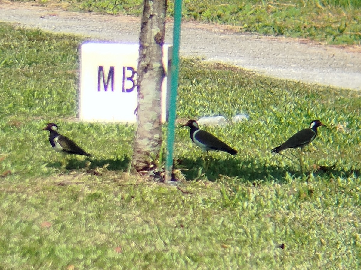Red-wattled Lapwing - ML638481362