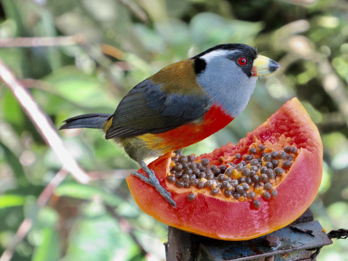 Toucan Barbet - ML638481370