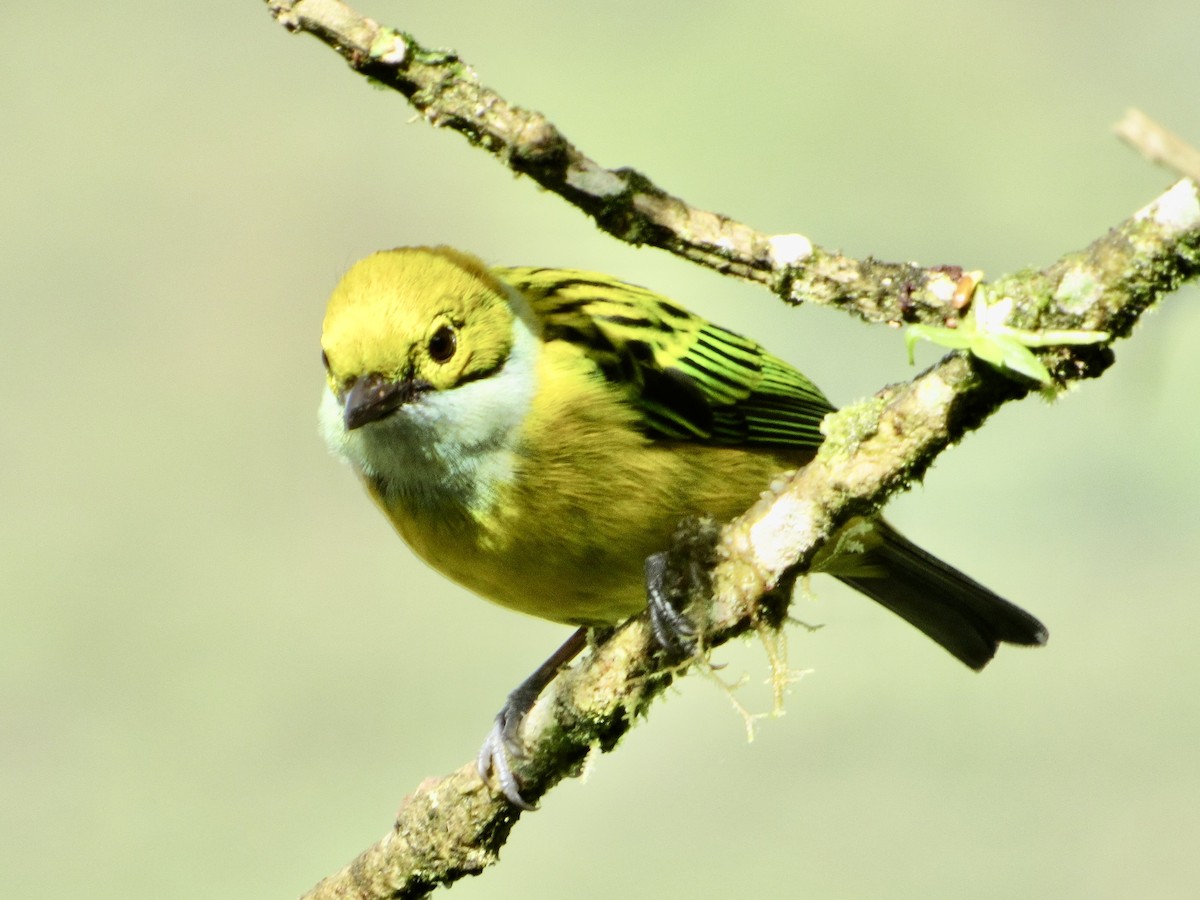 Silver-throated Tanager - ML638481378
