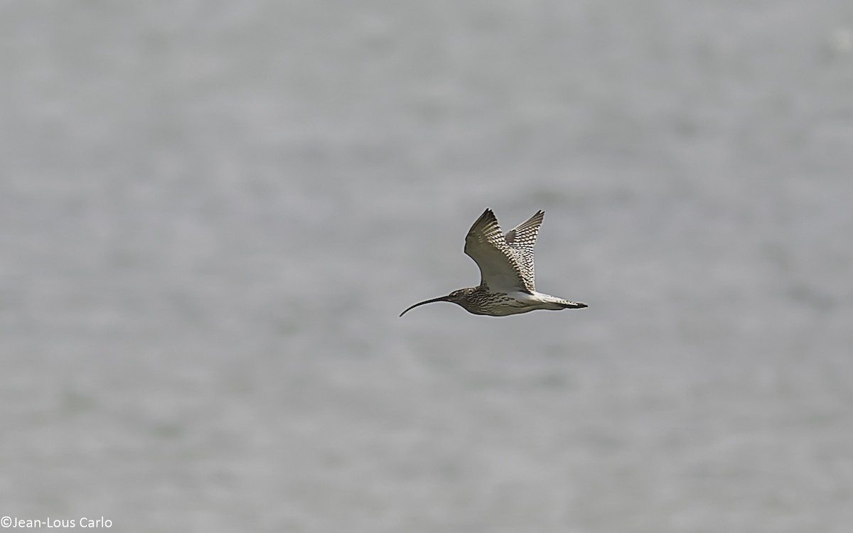 Eurasian Curlew - ML638481380