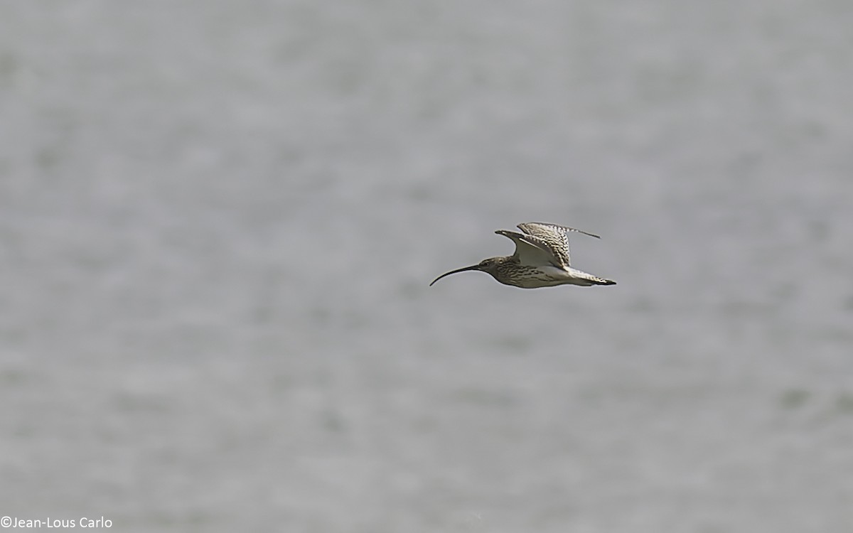 Eurasian Curlew - ML638481381