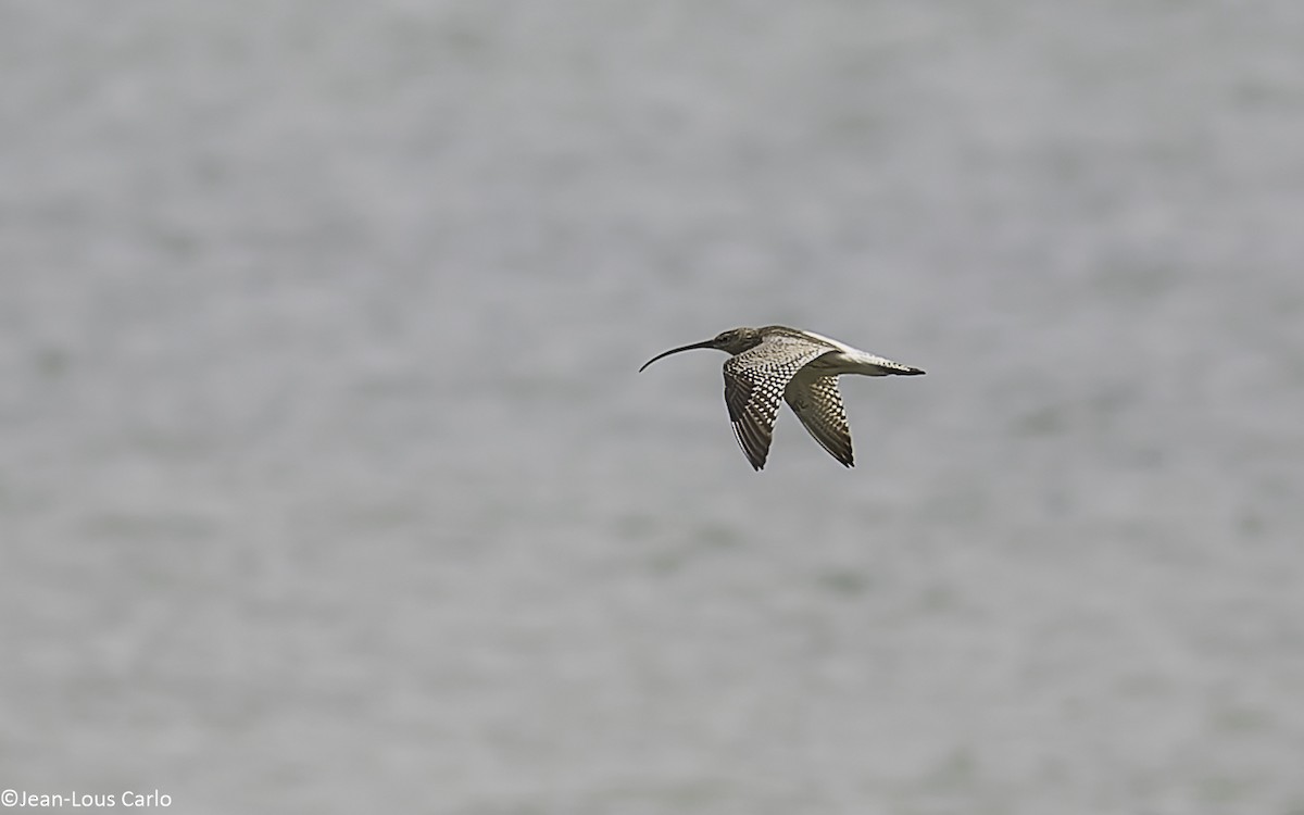 Eurasian Curlew - ML638481382