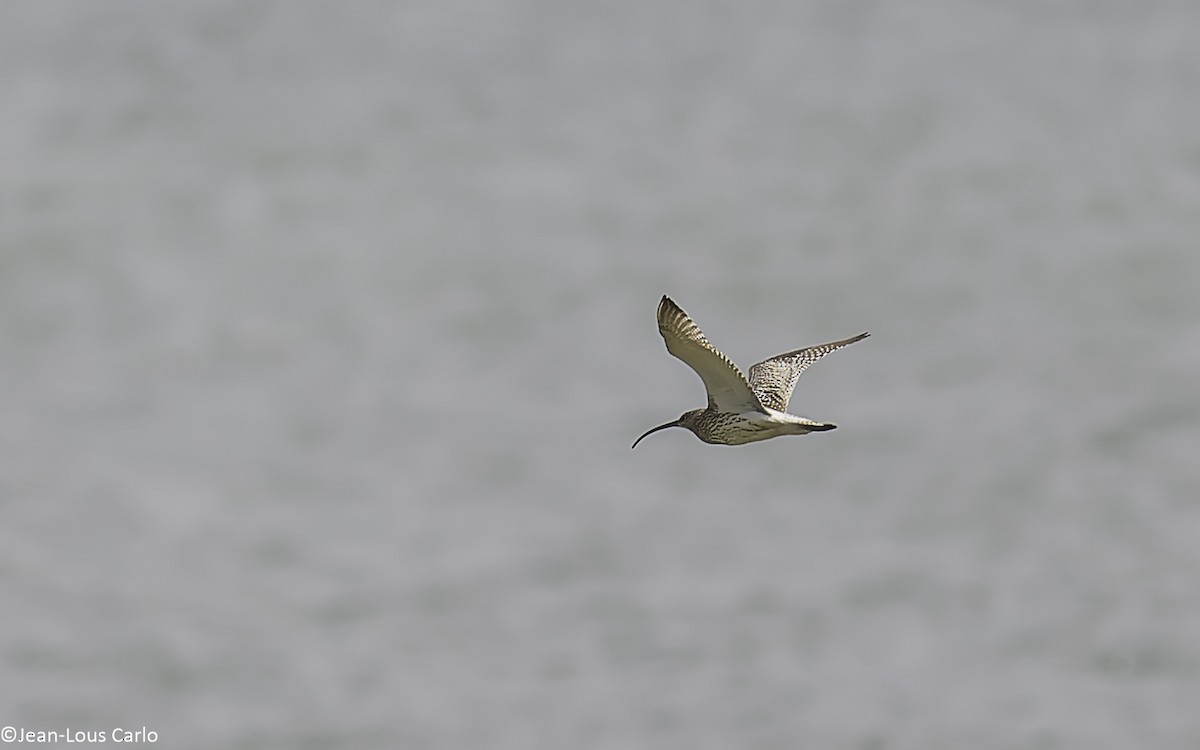 Eurasian Curlew - ML638481383