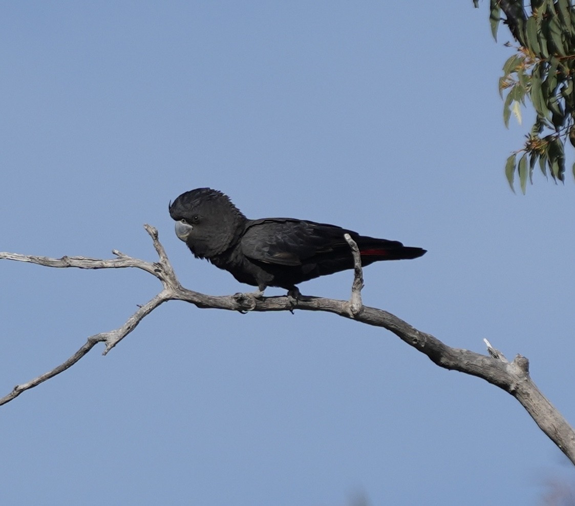 Red-tailed Black-Cockatoo - ML638481393