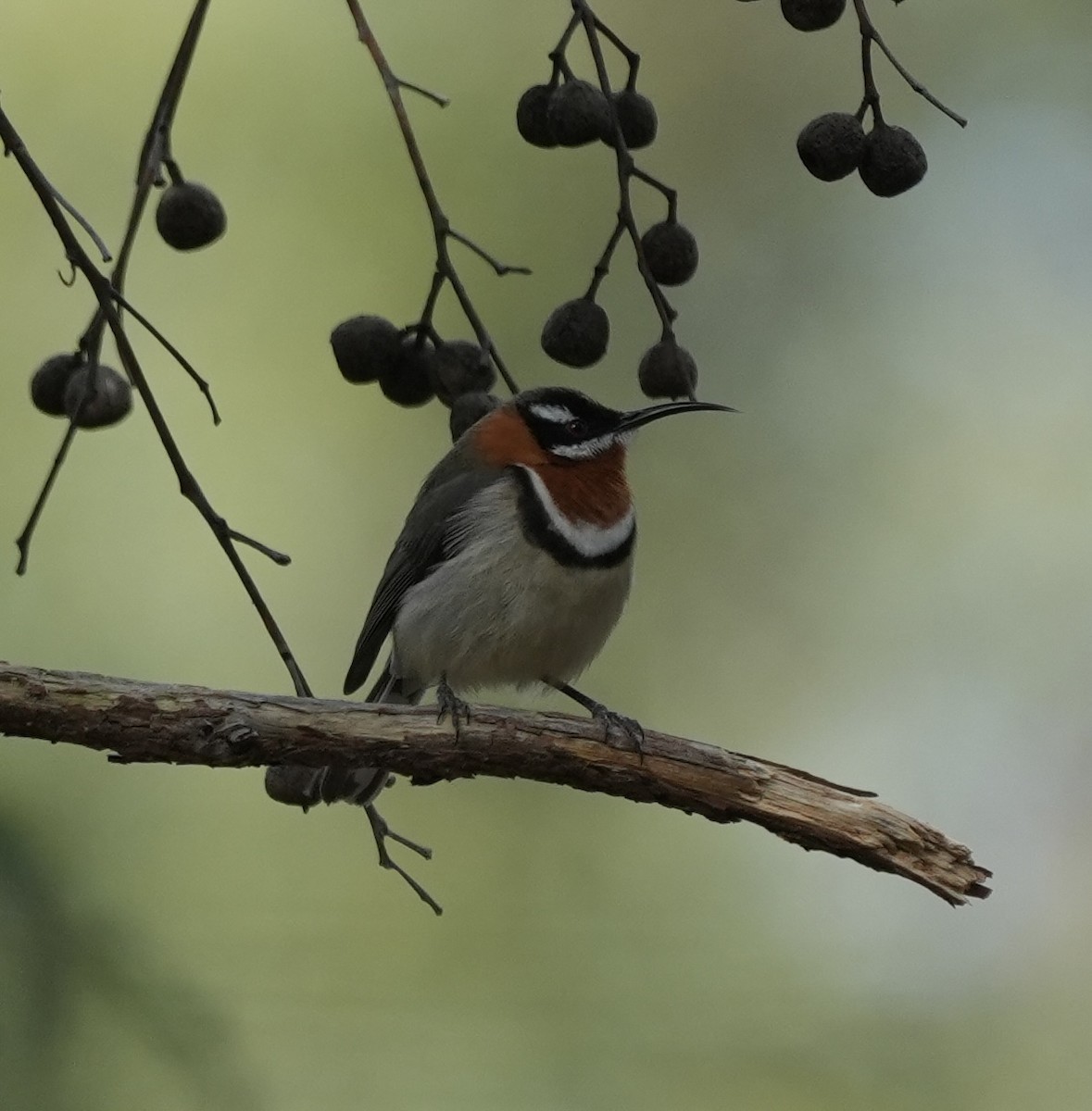 Western Spinebill - ML638481400