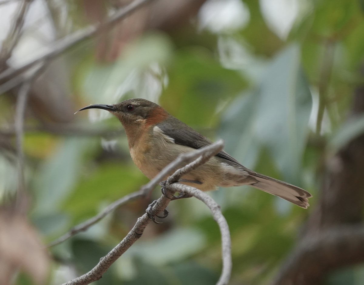 Western Spinebill - ML638481401
