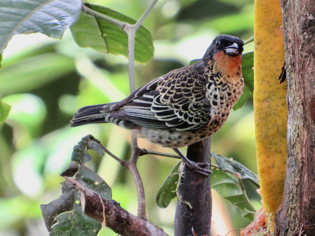 Rufous-throated Tanager - ML638481413