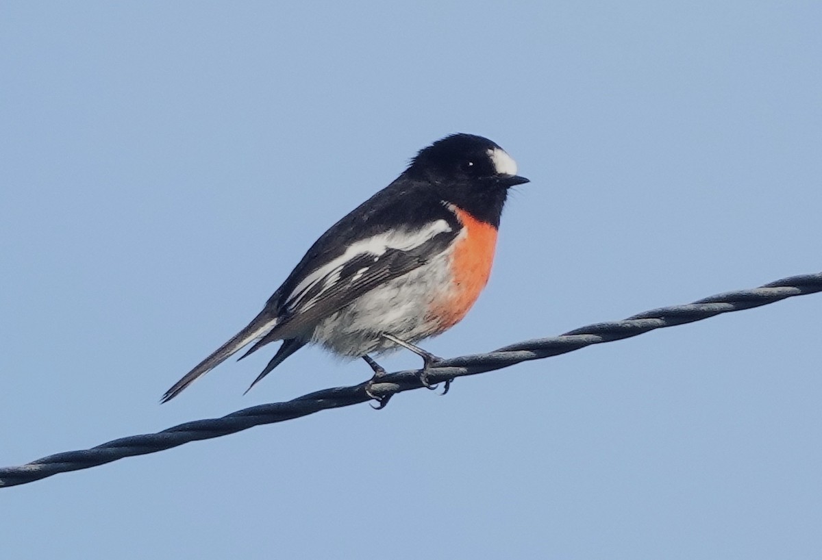 Scarlet Robin - ML638481420