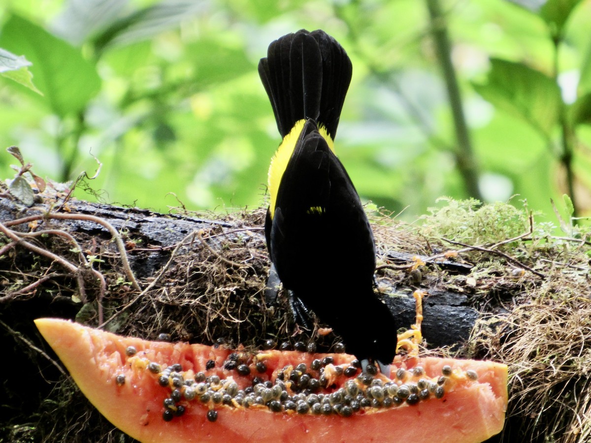 Flame-rumped Tanager (Lemon-rumped) - ML638481421