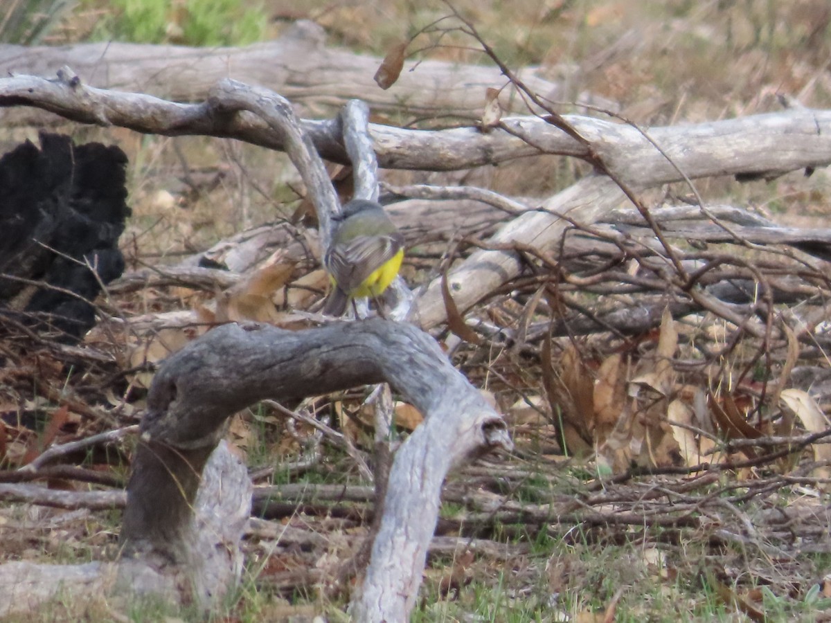 Western Yellow Robin - ML638481433