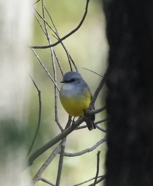 Western Yellow Robin - ML638481434