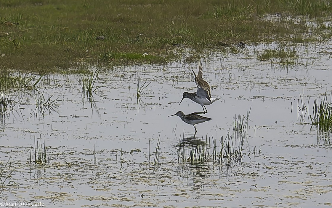 Marsh Sandpiper - ML638481478