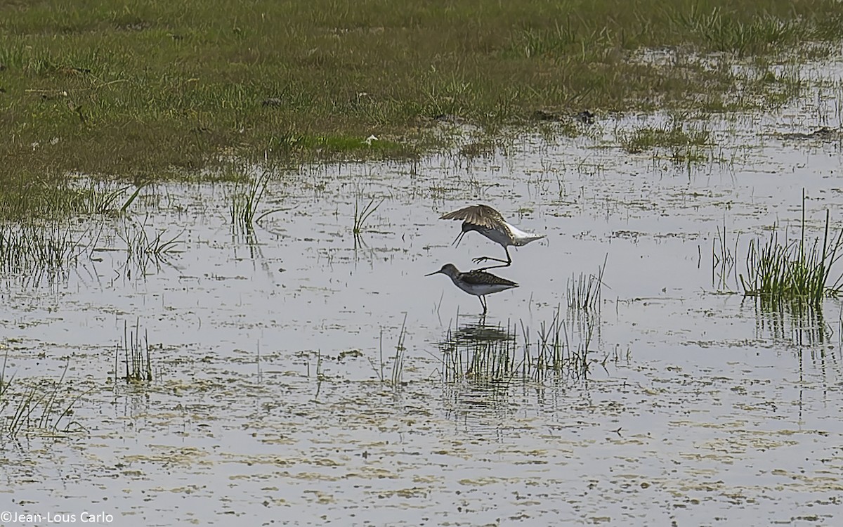 Marsh Sandpiper - ML638481479