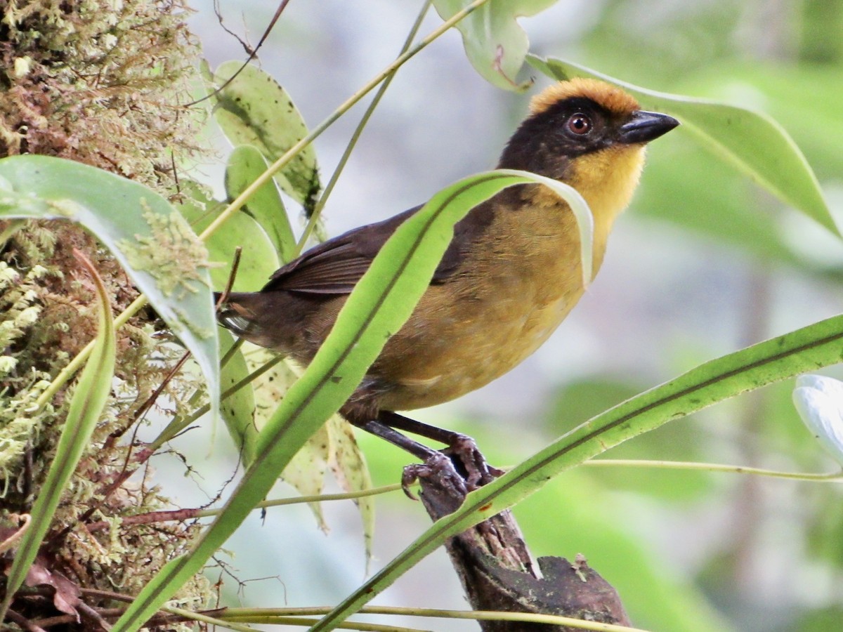 Choco Brushfinch - ML638481524
