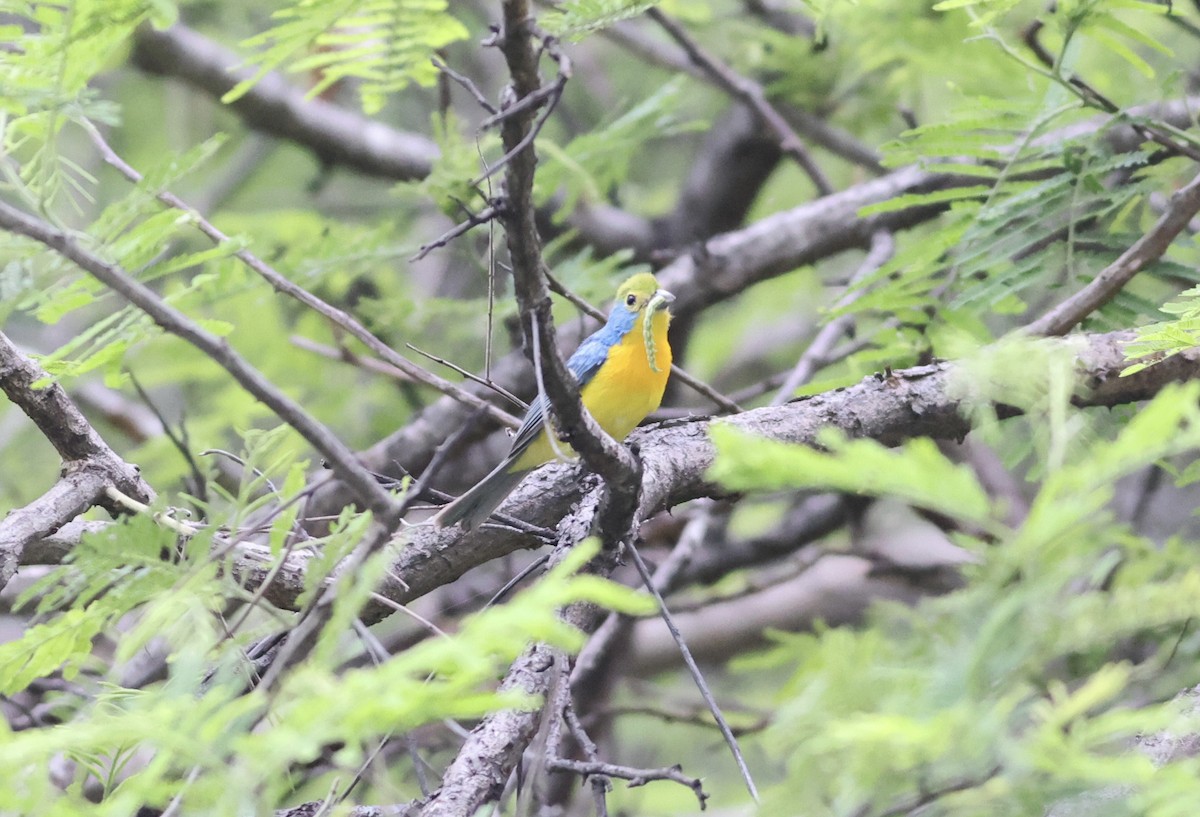 Orange-breasted Bunting - Nick  Lund