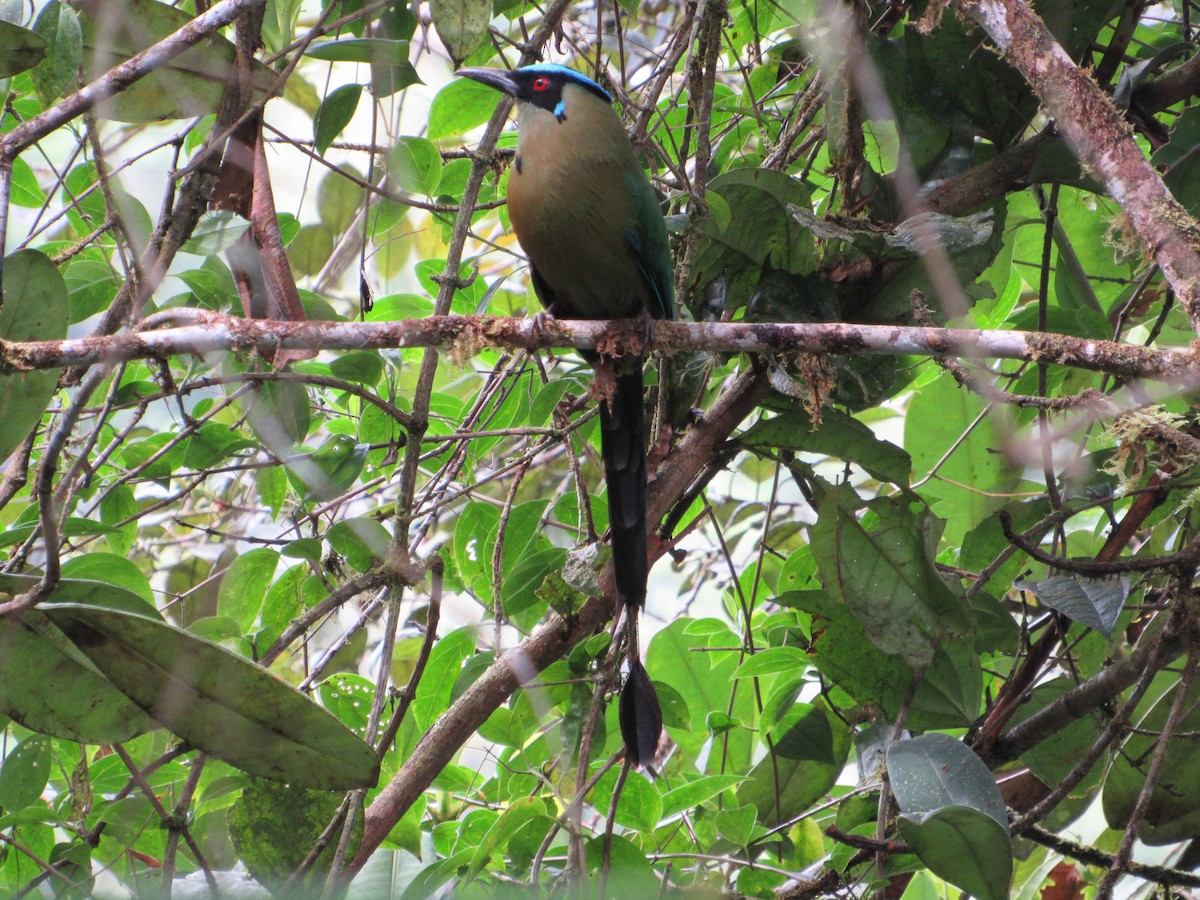 Andean Motmot - ML638481546