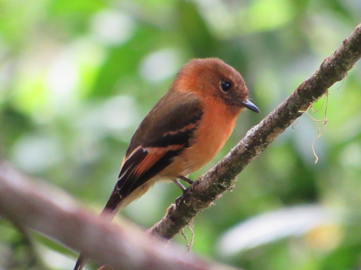 Cinnamon Flycatcher - ML638481557