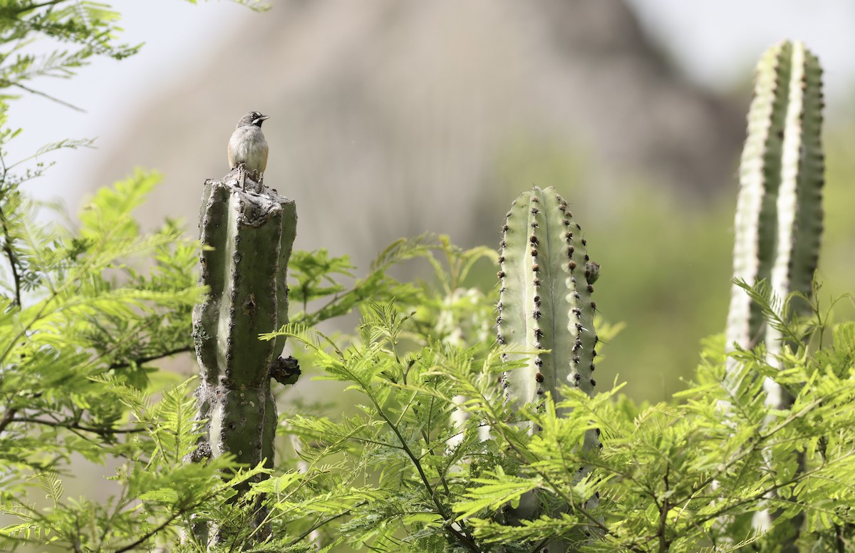 Bridled Sparrow - ML638481579
