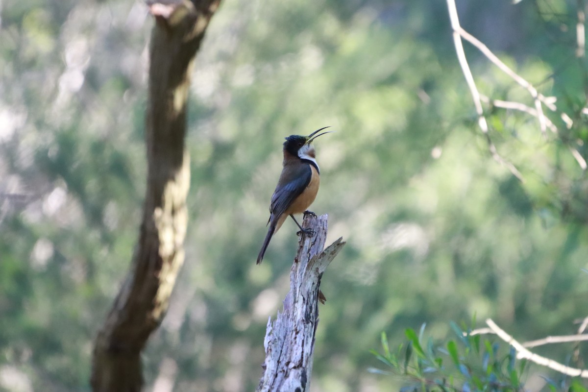 Eastern Spinebill - ML638481590