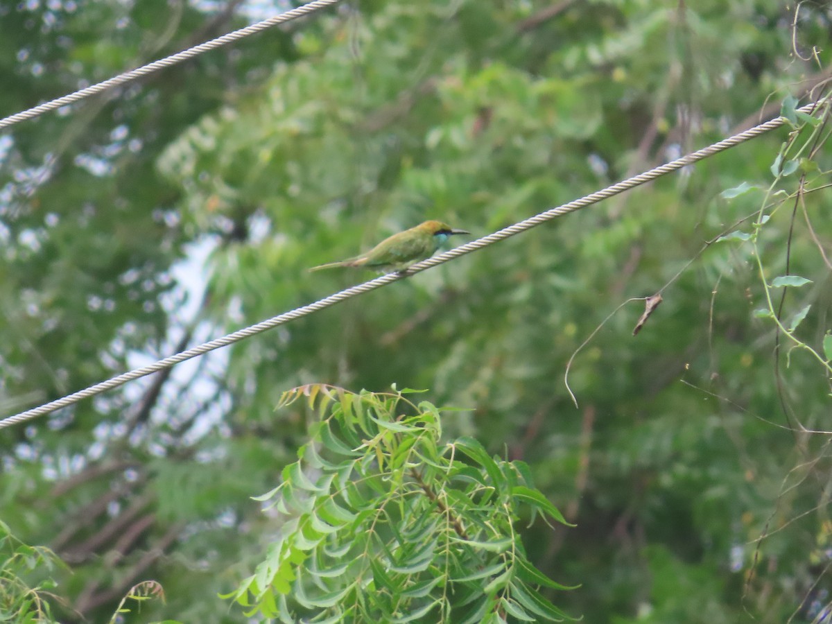 Asian Green Bee-eater - ML638481593