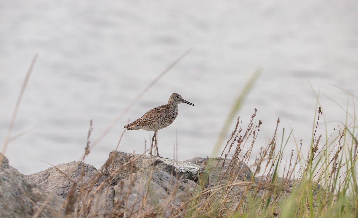 Willet - ML638481620