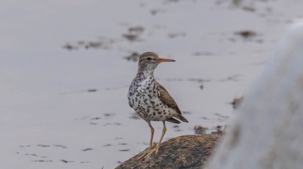 Spotted Sandpiper - ML638481644