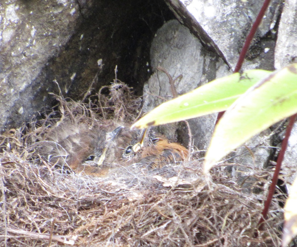 Cinnamon Flycatcher - ML638481652
