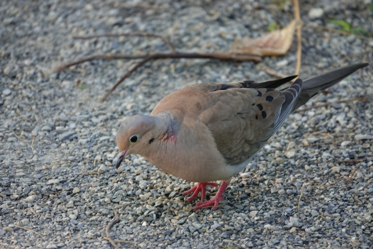 ナゲキバト - ML638481656