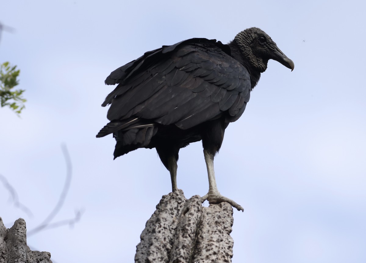 Black Vulture - ML638481657