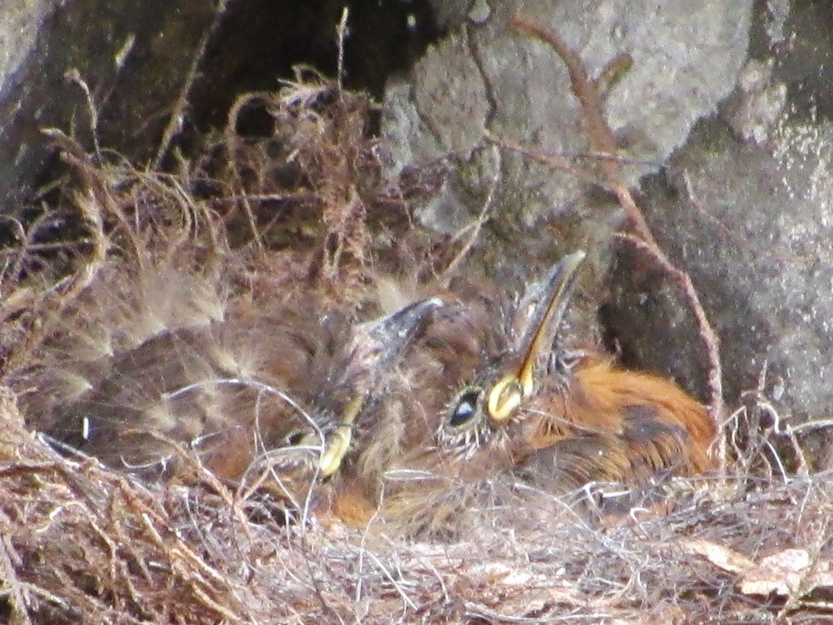 Cinnamon Flycatcher - ML638481658