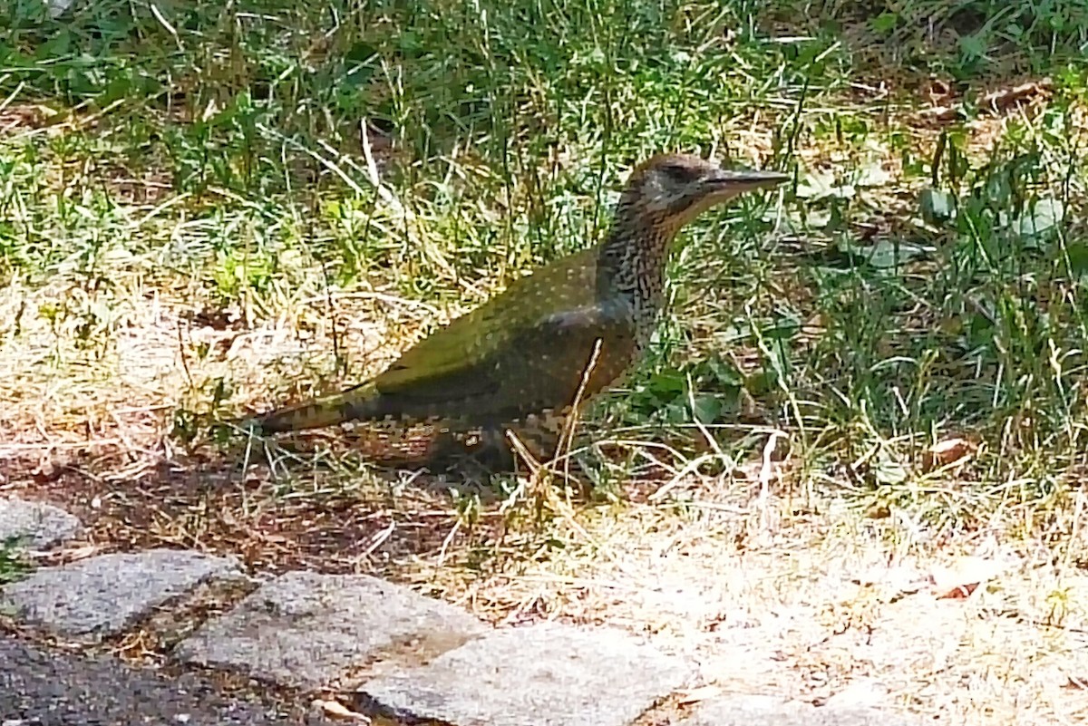 Eurasian Green Woodpecker (Eurasian) - ML638481694