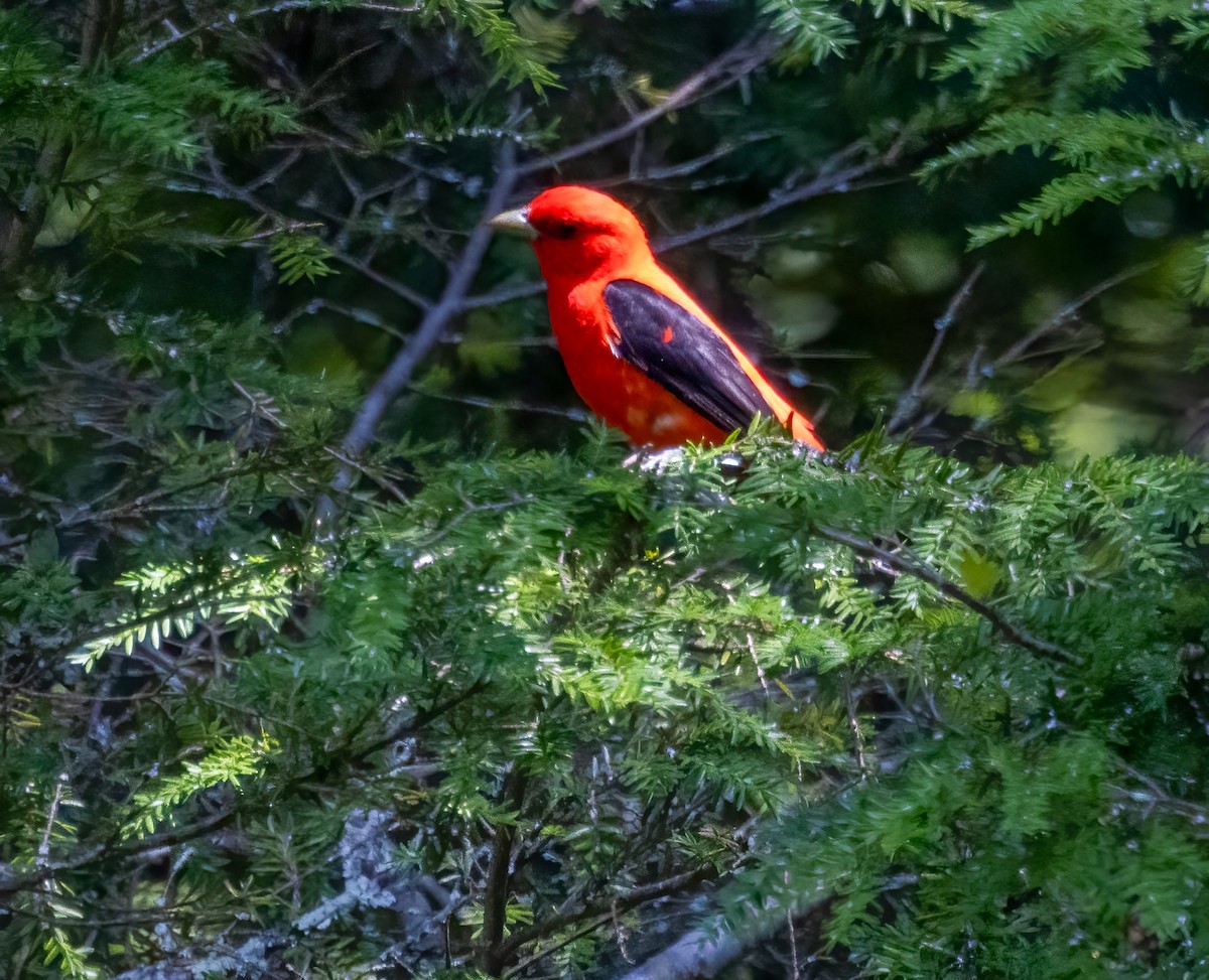 Scarlet Tanager - ML638481702