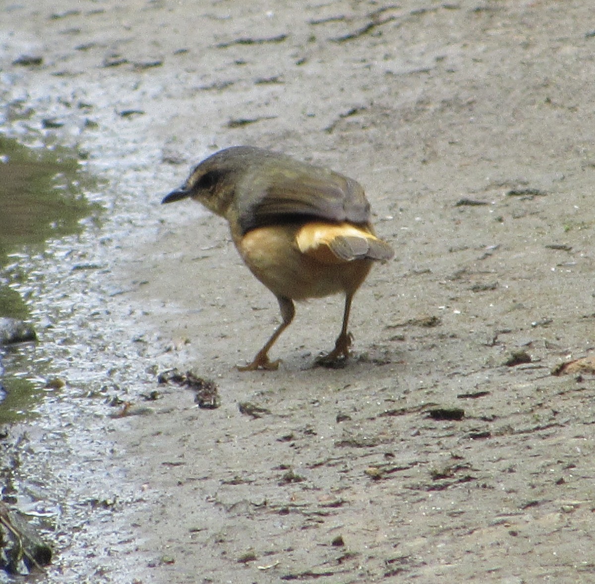 Buff-rumped Warbler - ML638481725