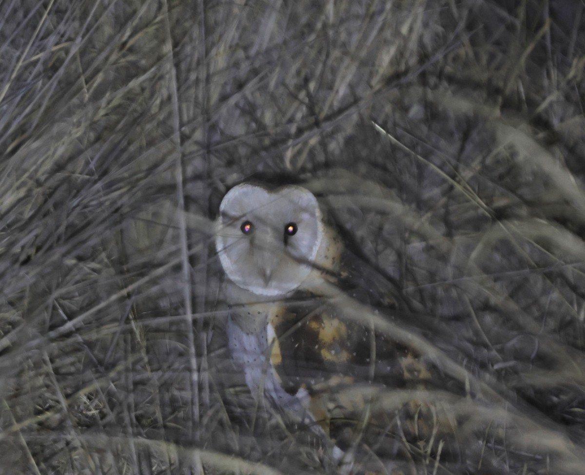 Australasian Grass-Owl - ML638481757