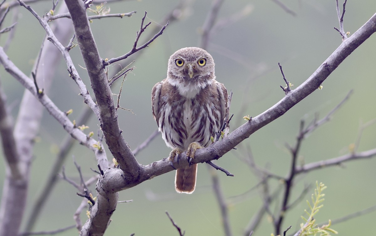 Ferruginous Pygmy-Owl - Nick  Lund