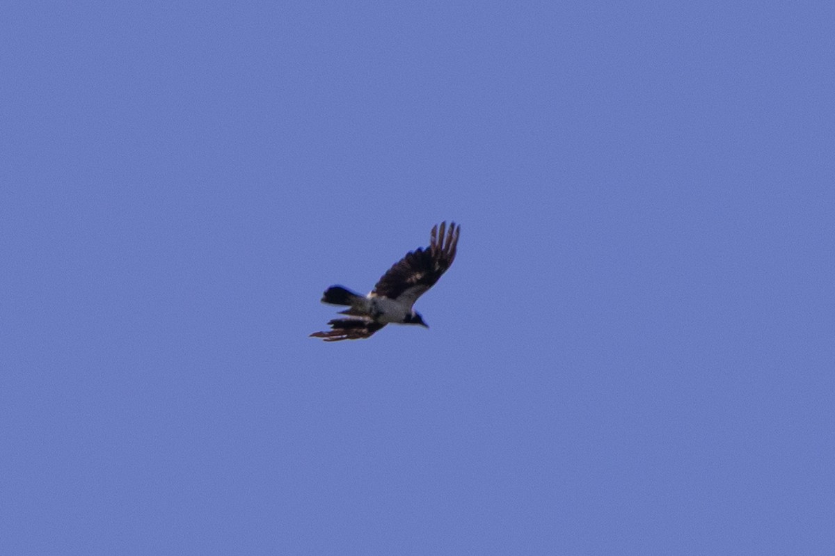 Leş Kargası - ML638481800