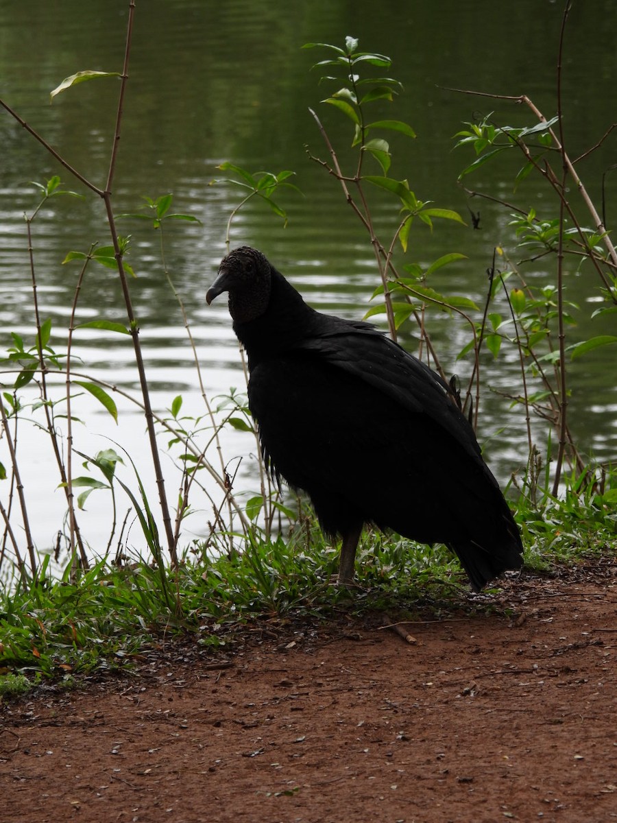 Black Vulture - ML638481824