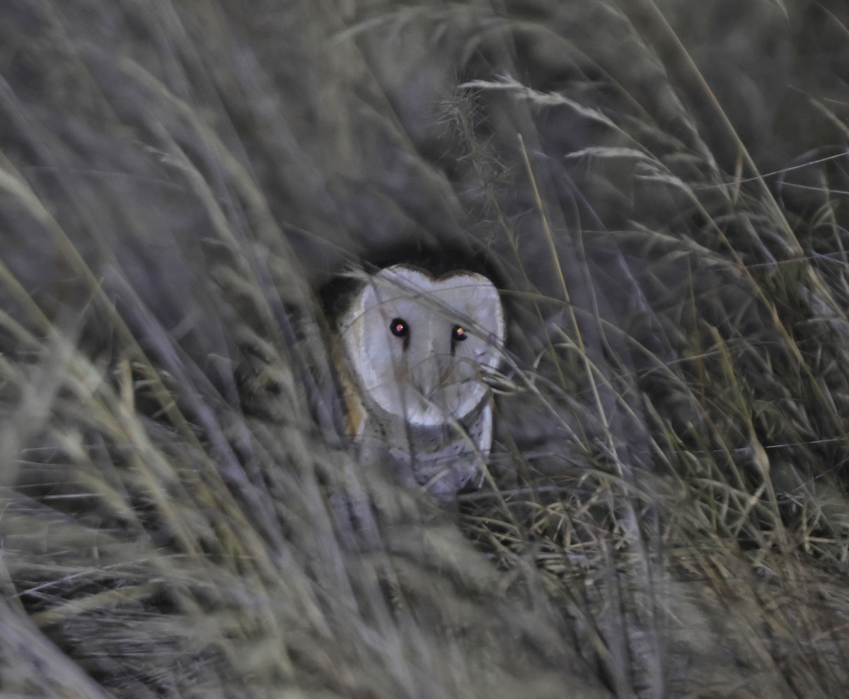 Australasian Grass-Owl - ML638481833