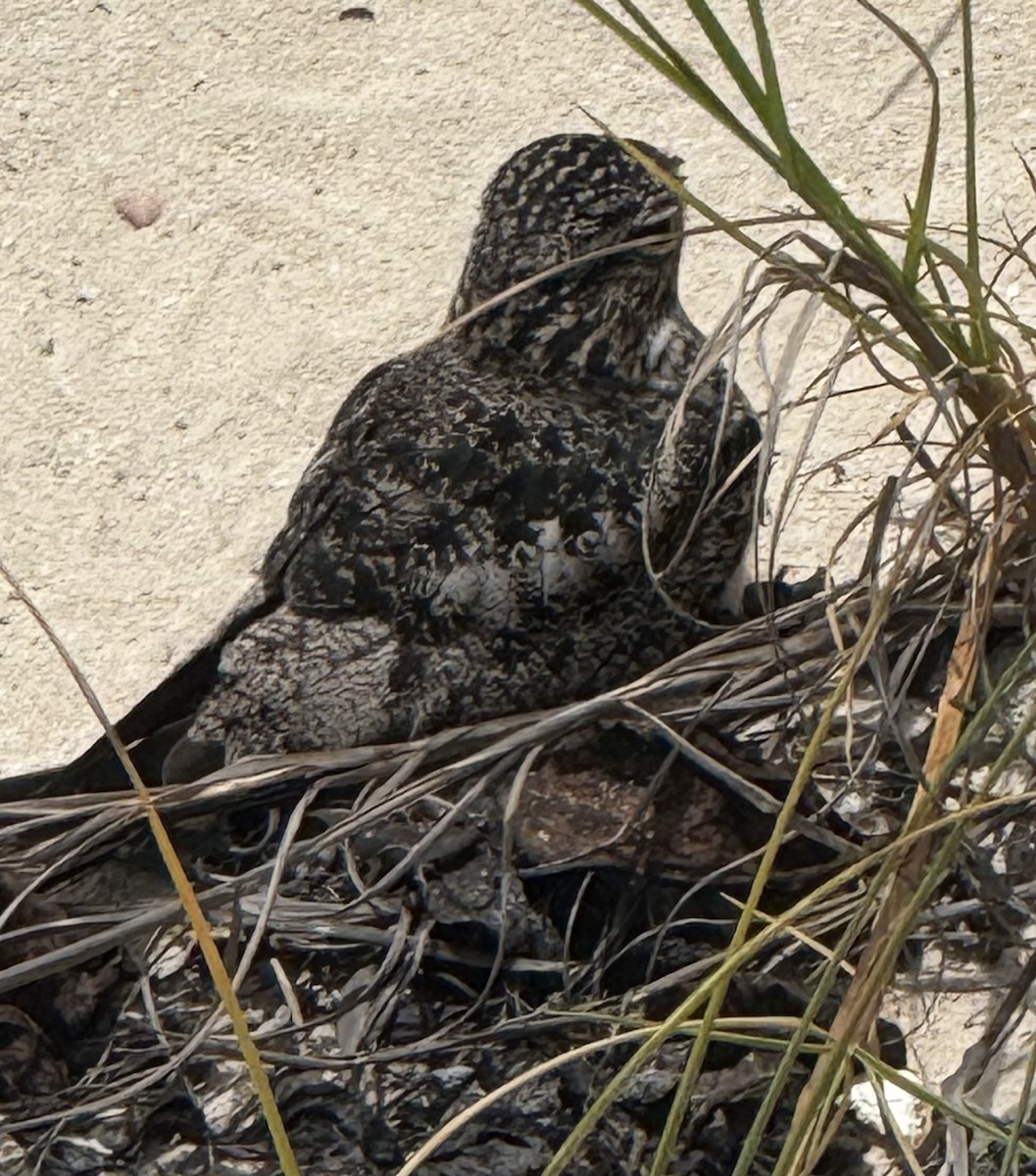 Antillean Nighthawk - ML638481873