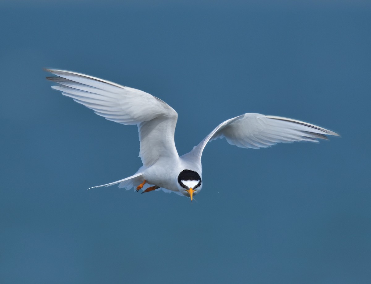 Little Tern - ML638481887