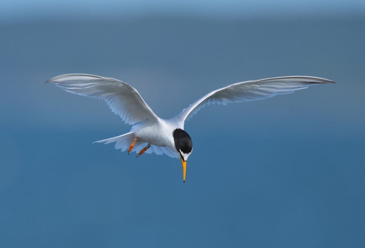 Little Tern - ML638481888