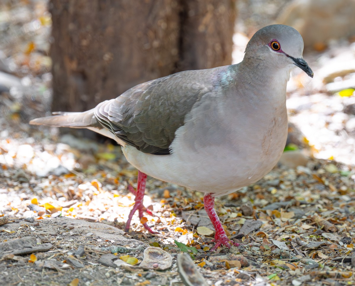White-tipped Dove - ML638481901