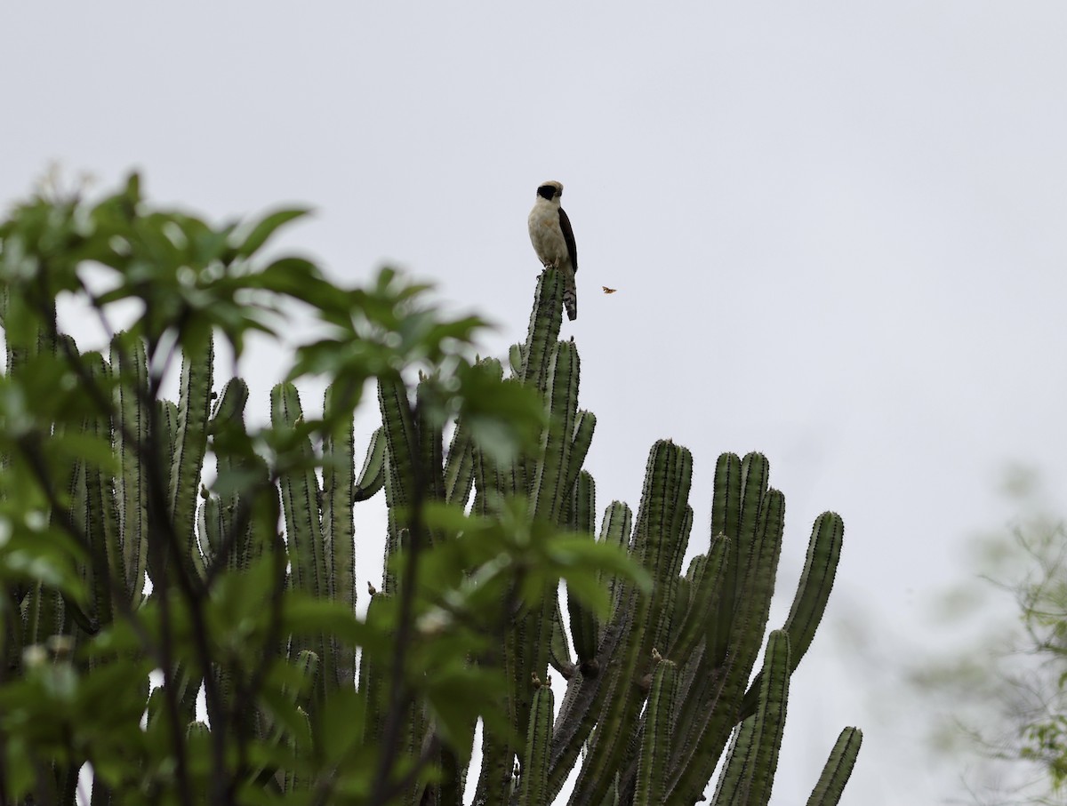 Laughing Falcon - Nick  Lund