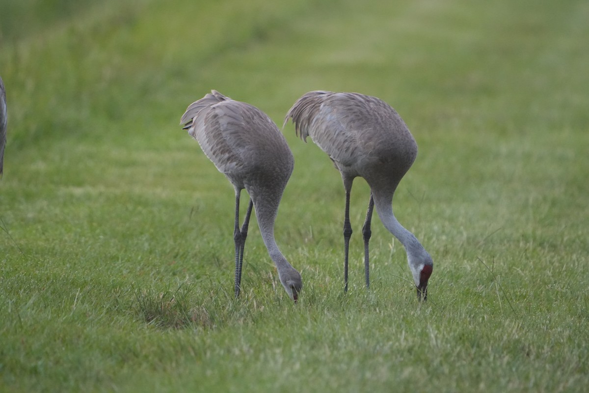 Sandhill Crane - ML638481903