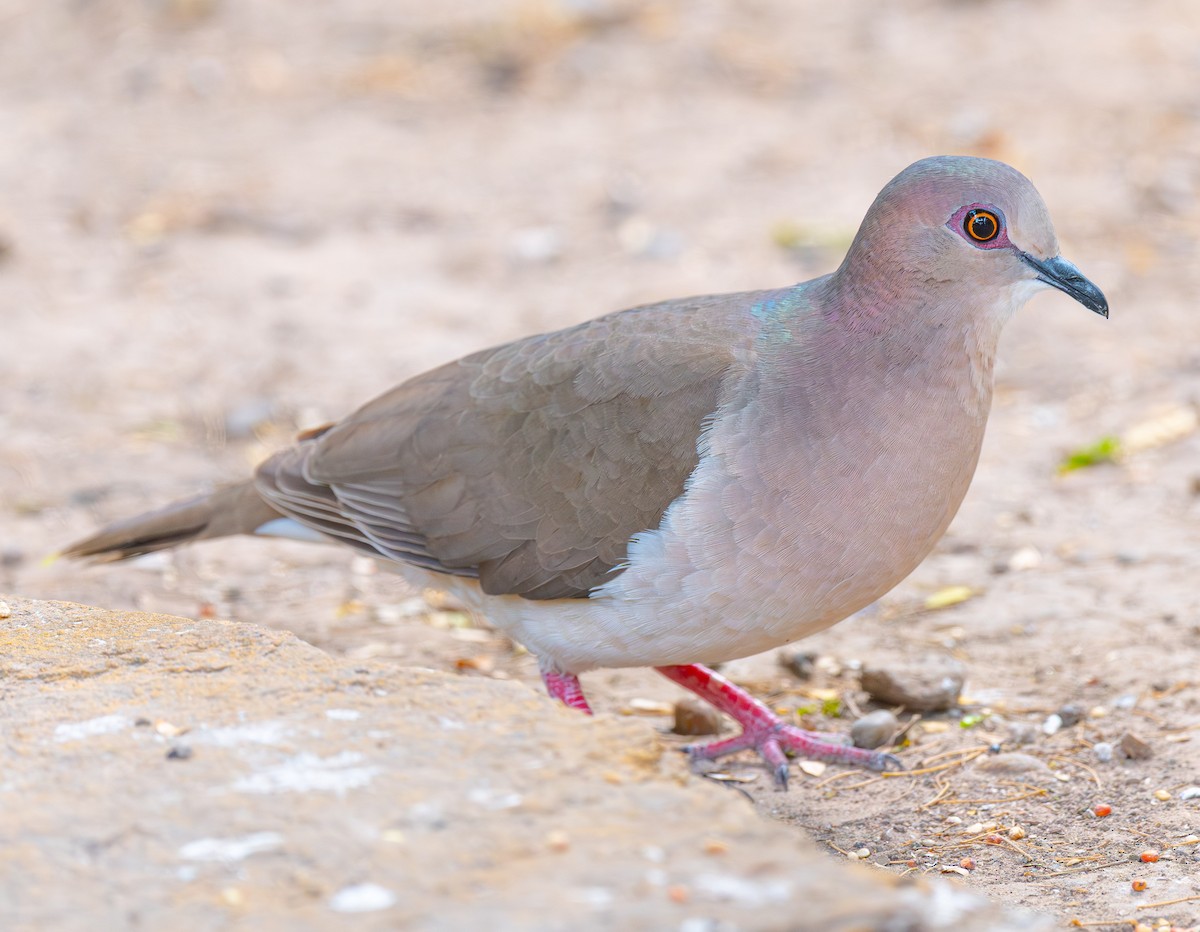 White-tipped Dove - ML638481907