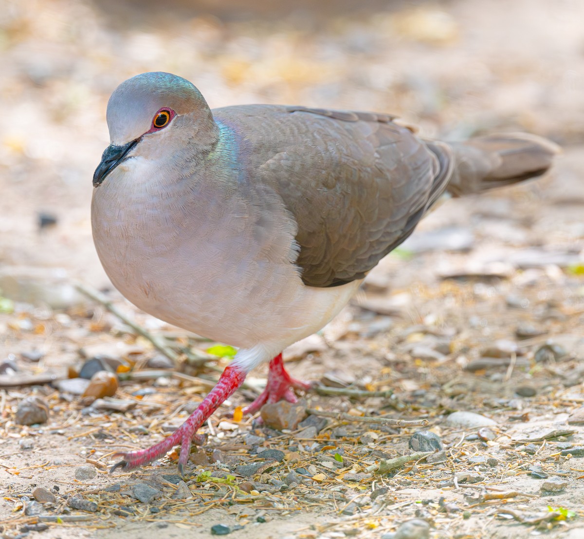 White-tipped Dove - ML638481908