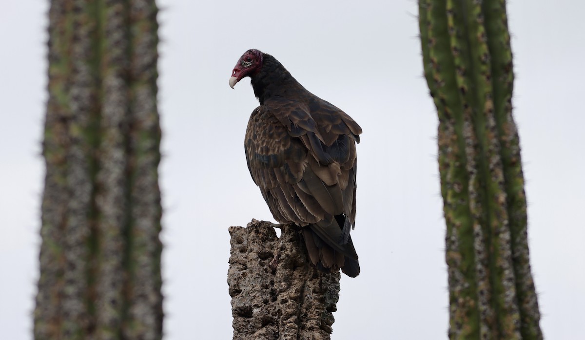 Turkey Vulture - ML638481923