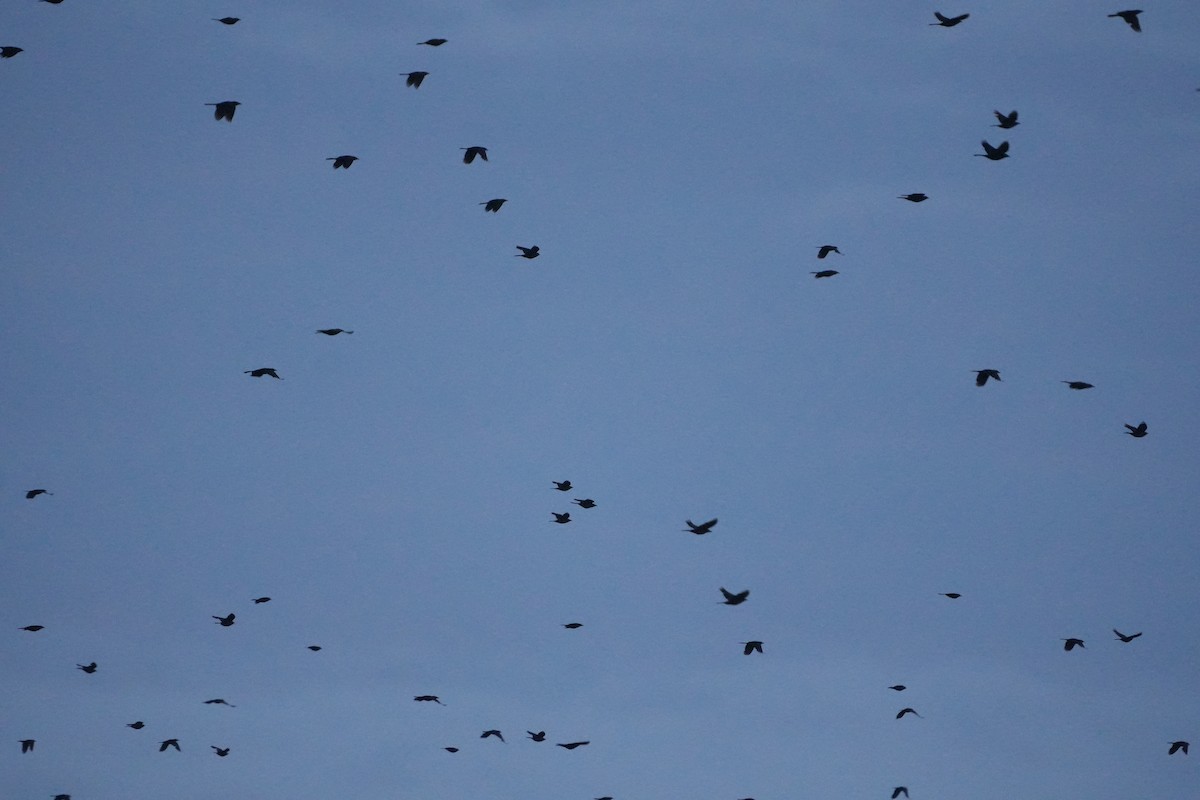 Common Grackle - ML638481936
